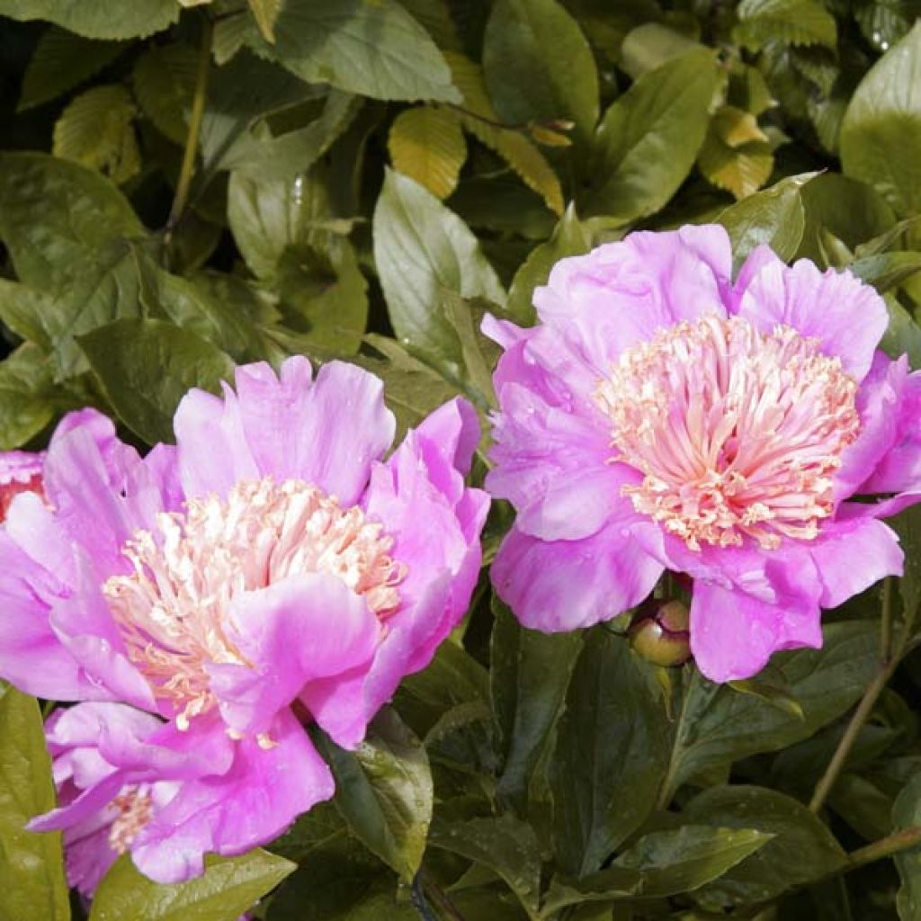 Pivoine lactiflora Doreen