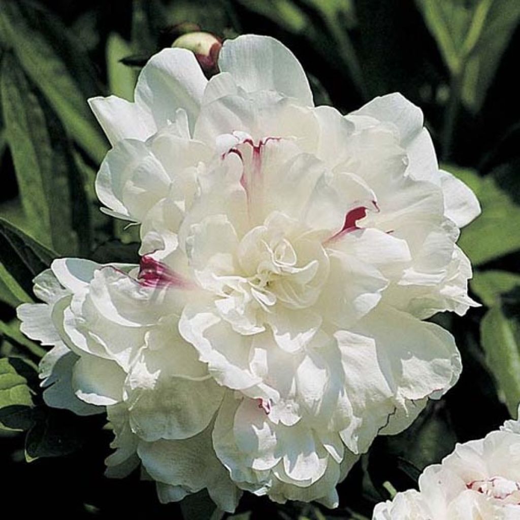 Paeonia lactiflora Festiva Maxima - Edel-Pfingstrosen