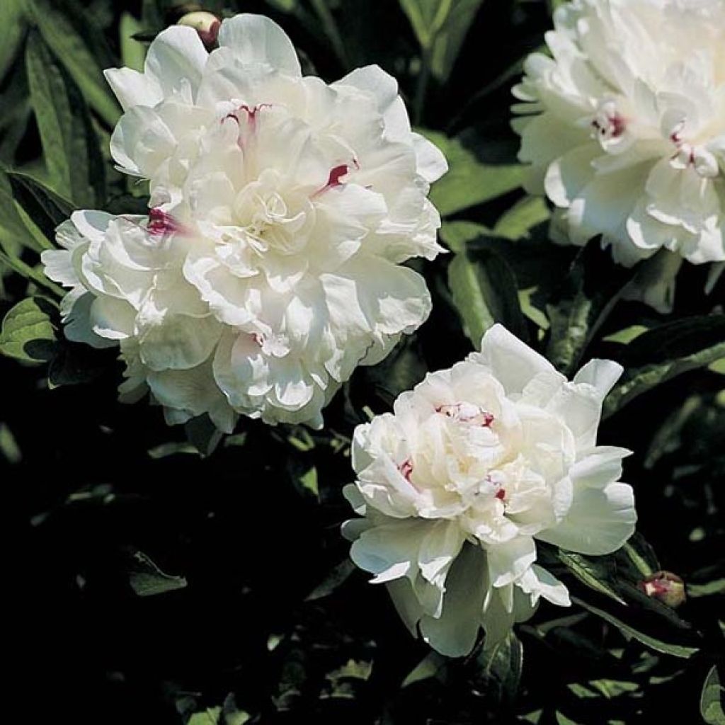 Paeonia lactiflora Festiva Maxima - Edel-Pfingstrosen