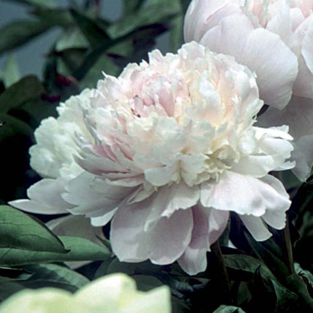 Paeonia lactiflora Fleur de Pêcher - Edel-Pfingstrosen