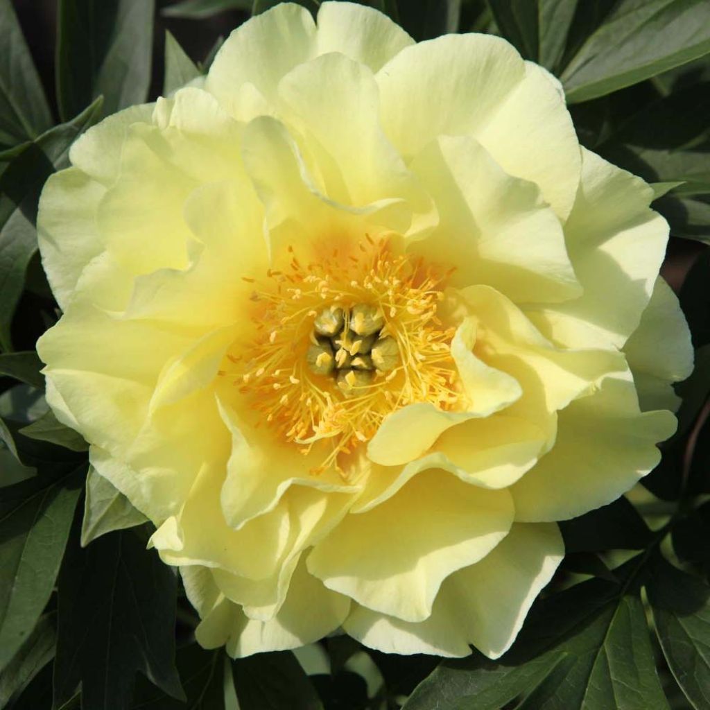 Paeonia Itoh Bartzella