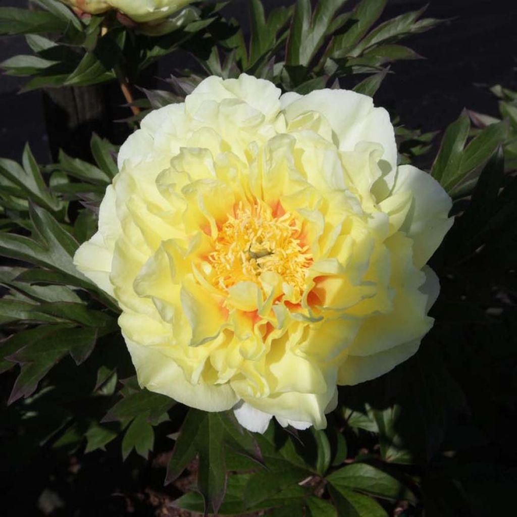 Paeonia Itoh Bartzella