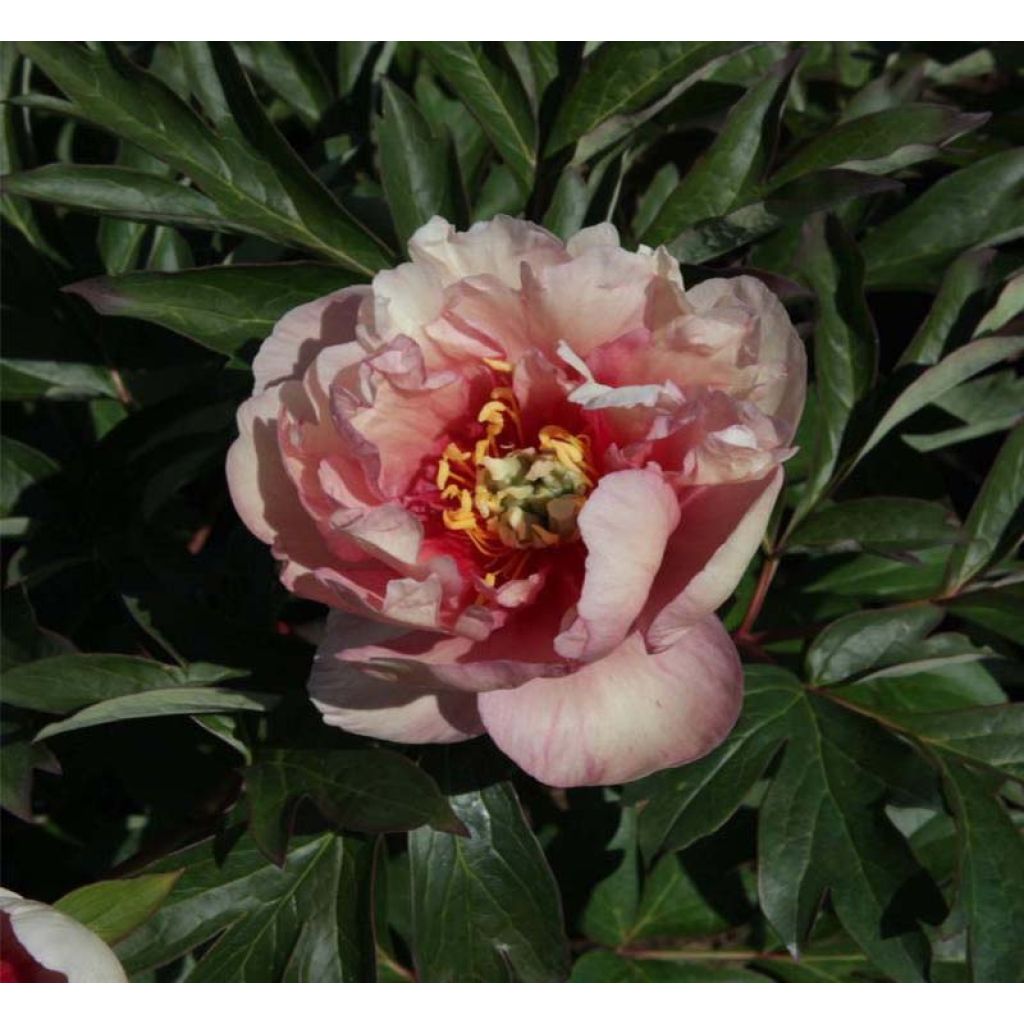 Paeonia Itoh Canary Brillant