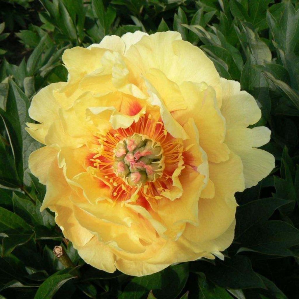 Pivoine Itoh Garden Treasure