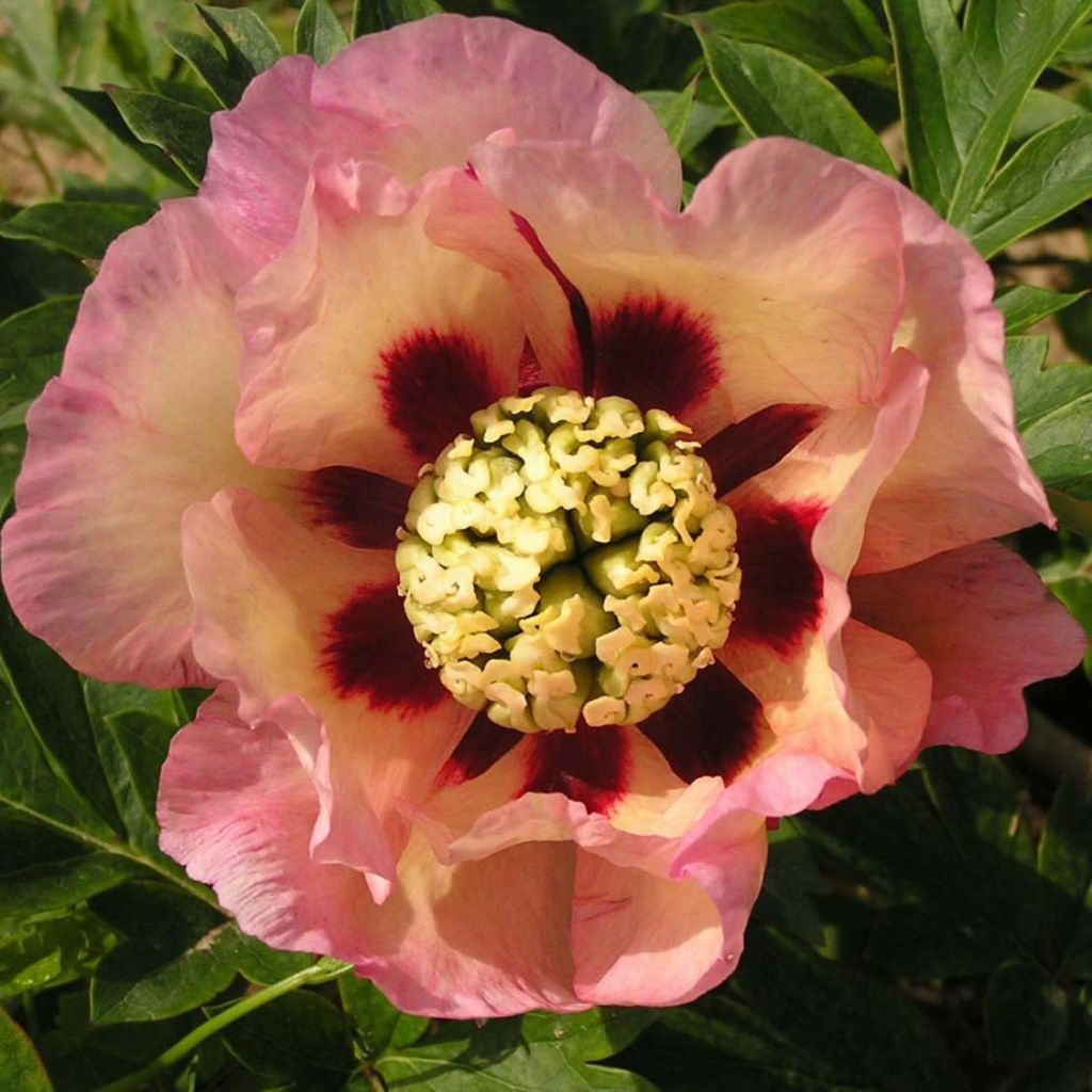 Paeonia Itoh Pastel Splendor