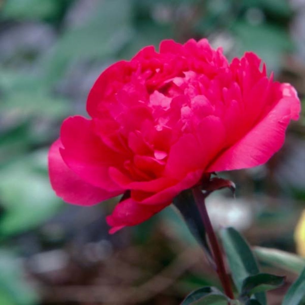 Paeonia lactiflora Kansas - Edel-Pfingstrosen