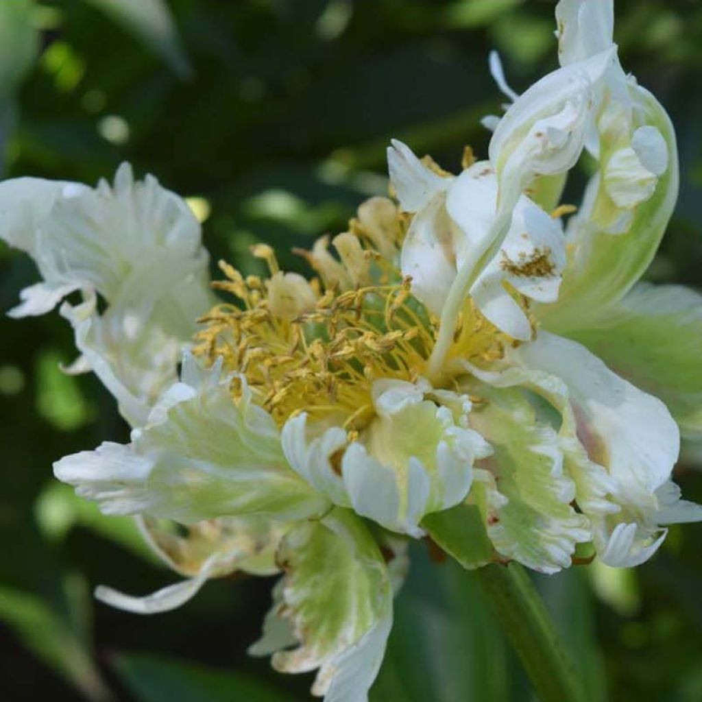 Paeonia lactiflora Green Halo - Edel-Pfingstrosen