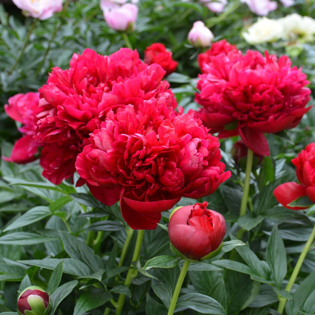 Paeonia lactiflora Bockstoce - Edel-Pfingstrosen