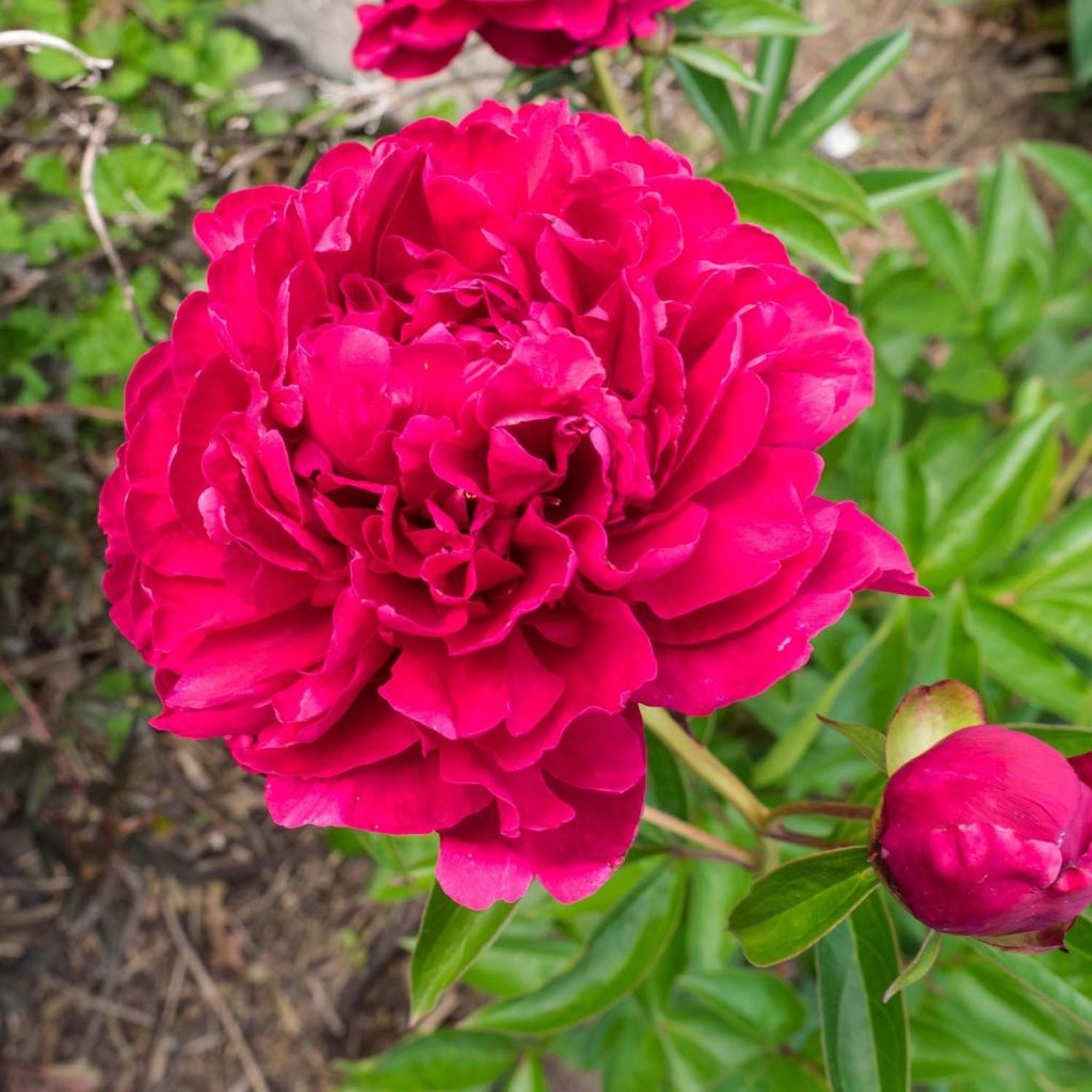 Paeonia lactiflora Paeonia - Edel-Pfingstrosen