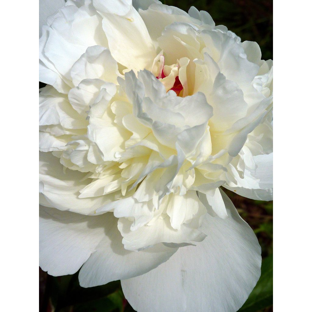 Paeonia lactiflora Marie lemoine - Edel-Pfingstrosen