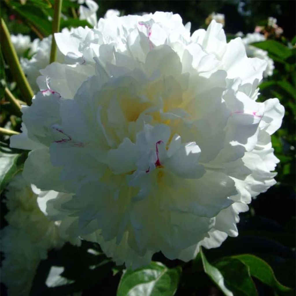 Paeonia lactiflora Solange - Edel-Pfingstrosen