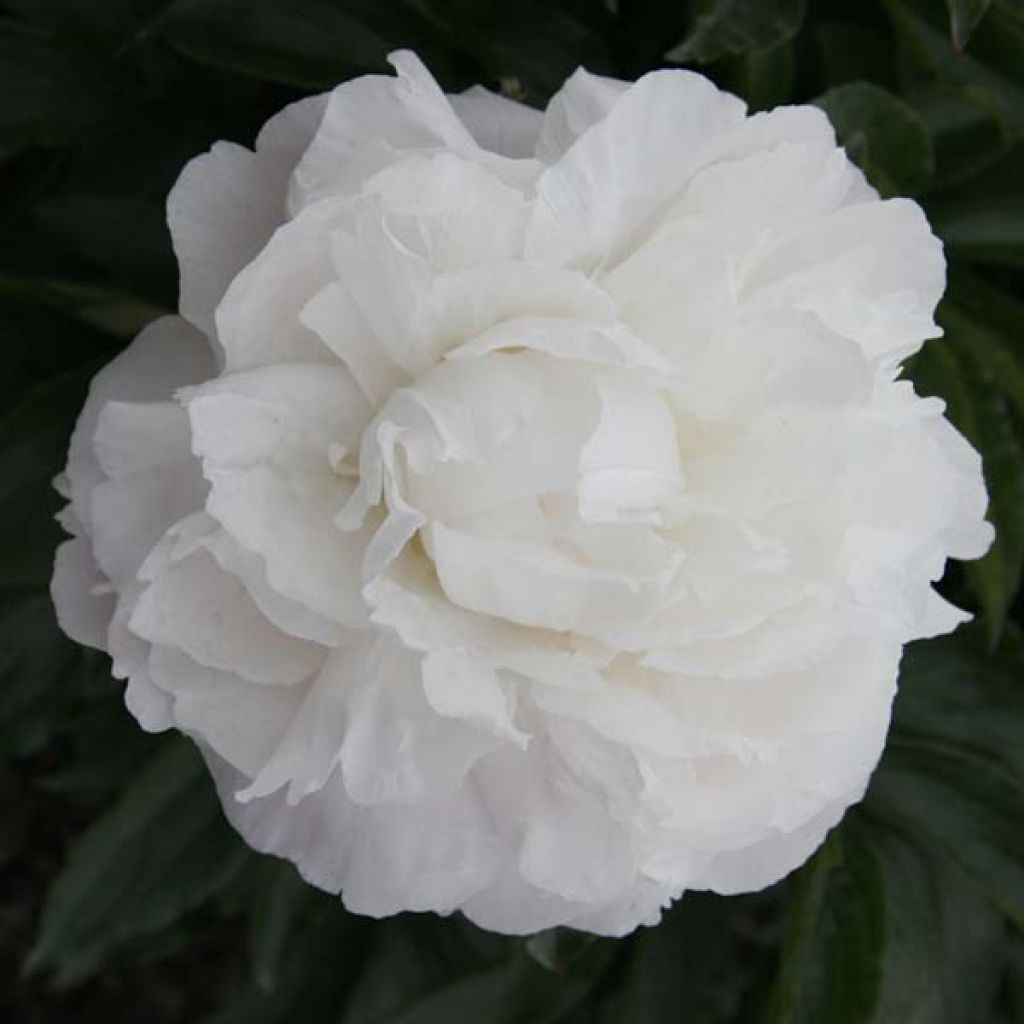 Paeonia lactiflora Marie lemoine - Edel-Pfingstrosen