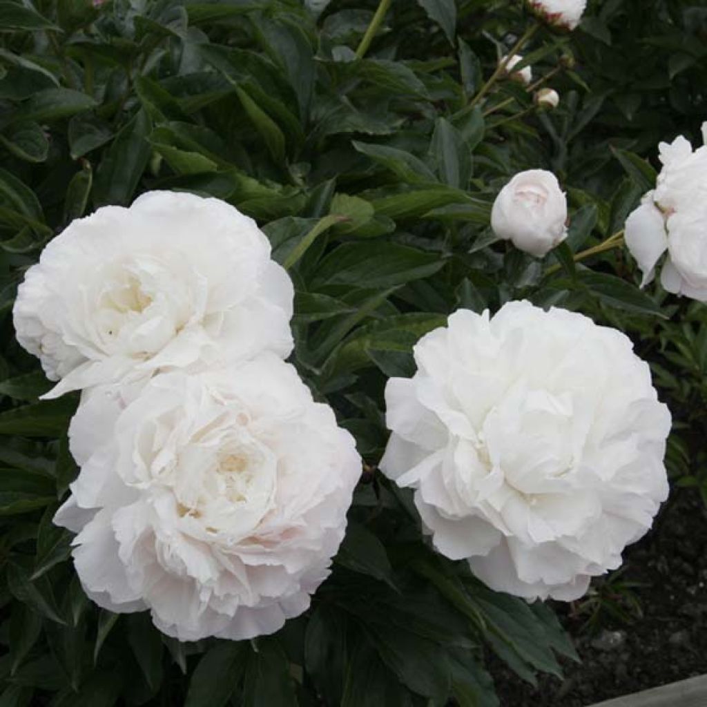 Paeonia lactiflora Marie lemoine - Edel-Pfingstrosen