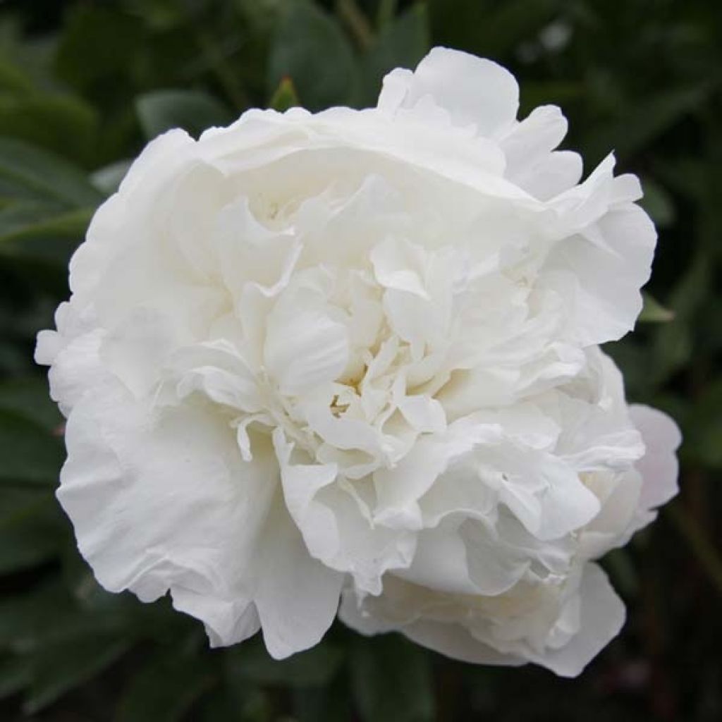 Paeonia lactiflora Mother's Choice - Edel-Pfingstrosen