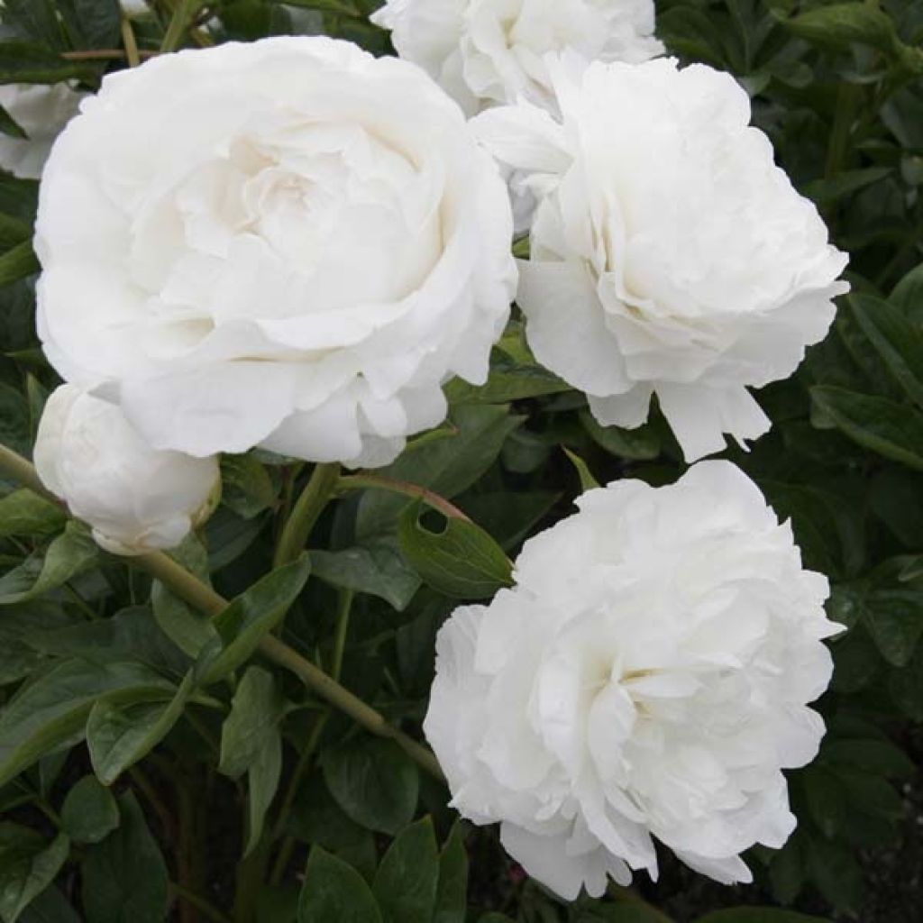 Pivoine lactiflora Mother's Choice