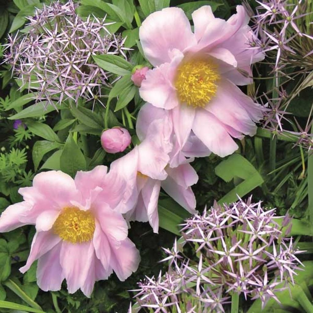 Paeonia lactiflora Nymphe - Edel-Pfingstrosen