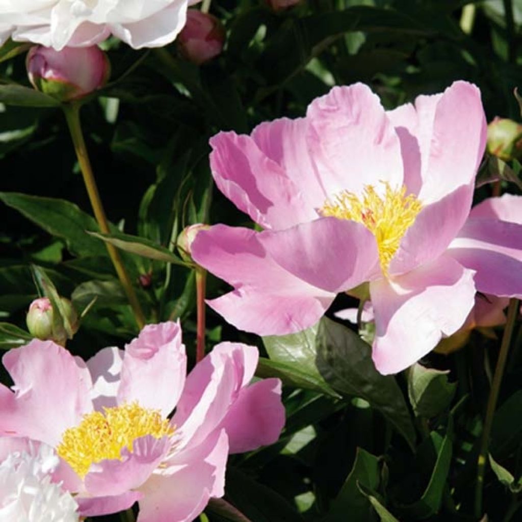 Paeonia lactiflora Nymphe - Edel-Pfingstrosen