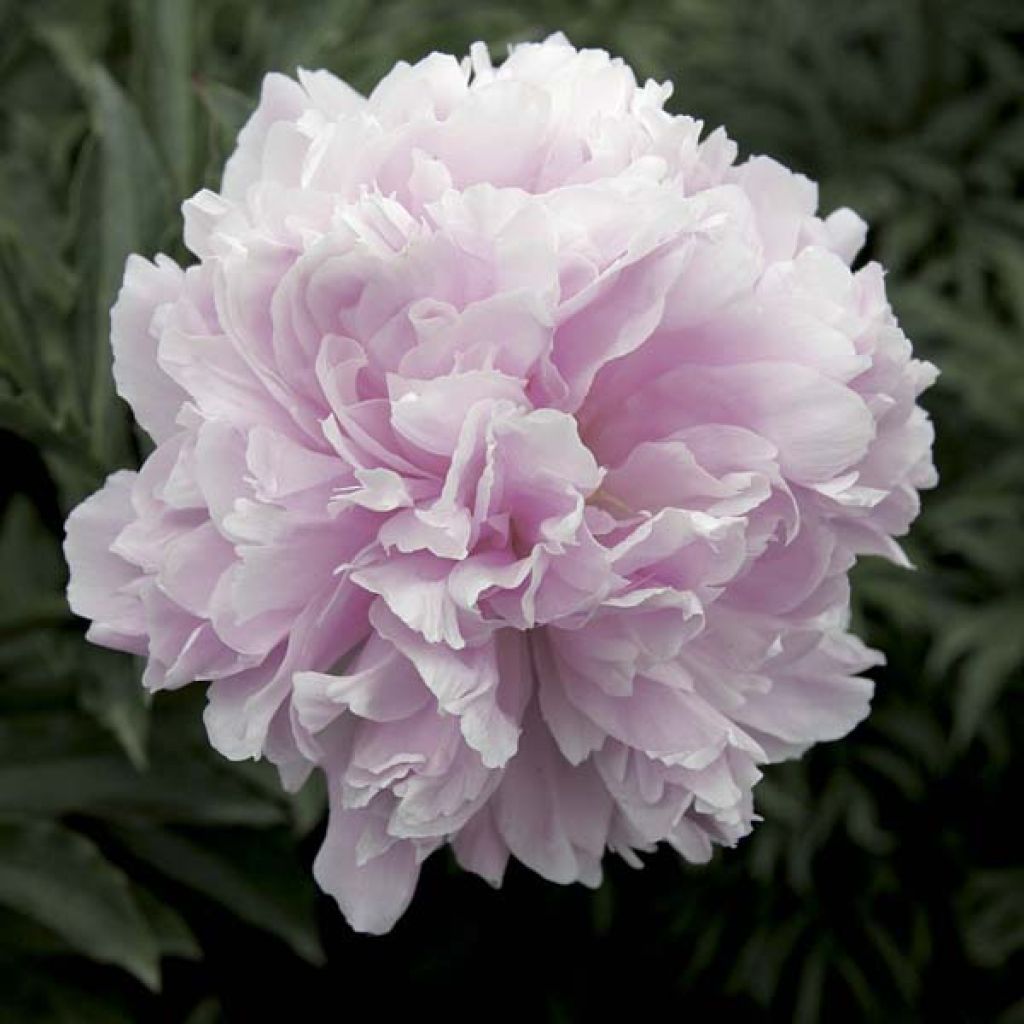 Paeonia lactiflora Reine Hortense - Edel-Pfingstrosen