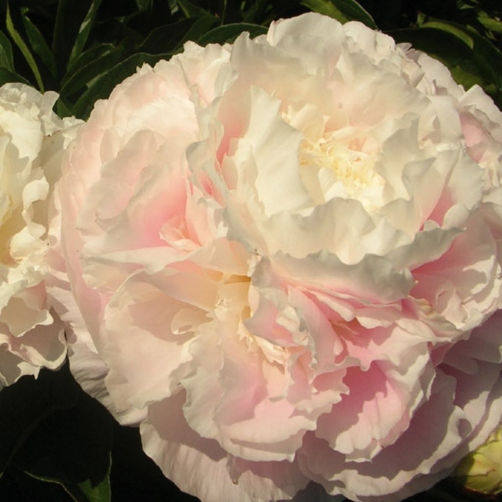 Paeonia lactiflora Temple - Edel-Pfingstrosen