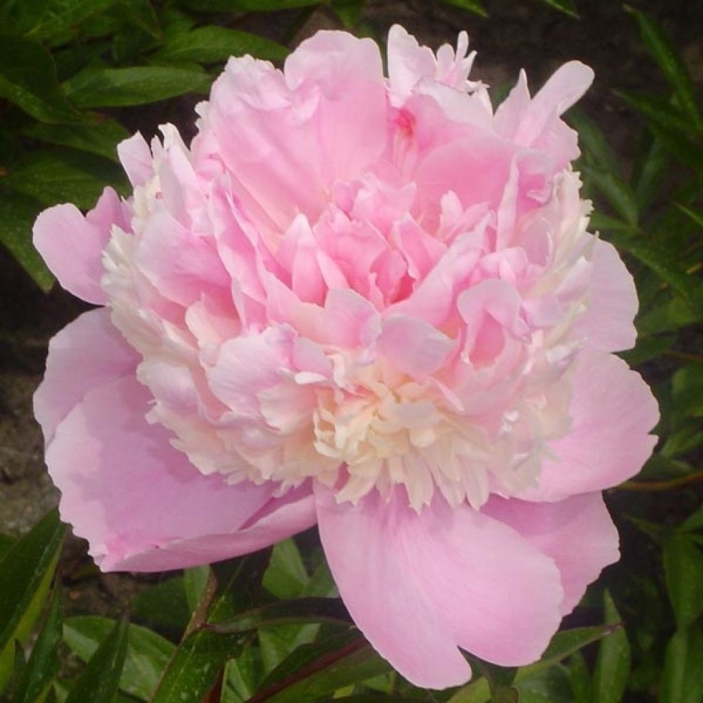 Paeonia lactiflora Sorbet - Edel-Pfingstrosen