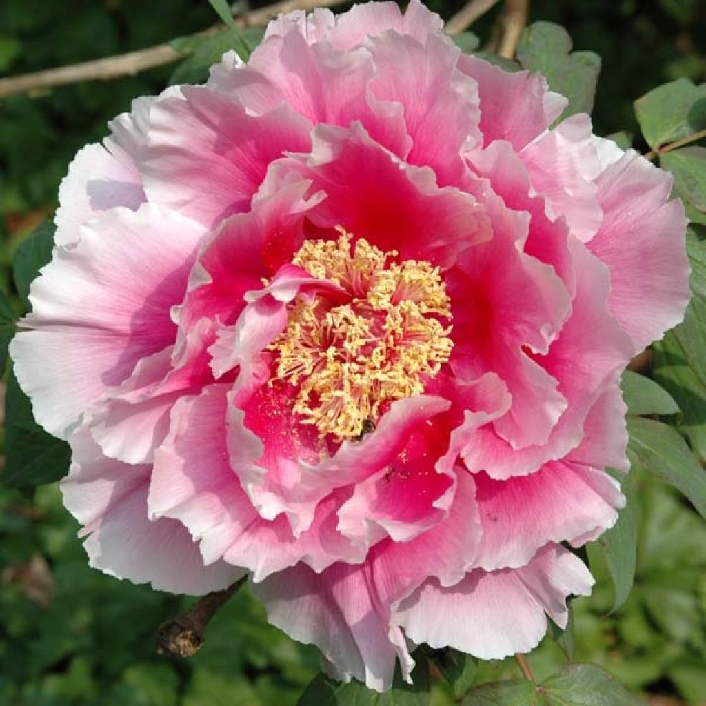 Paeonia suffruticosa Pink - Strauch-Pfingstrose