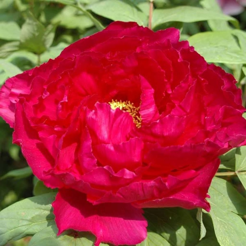 Paeonia suffruticosa Rode - Strauch-Pfingstrose