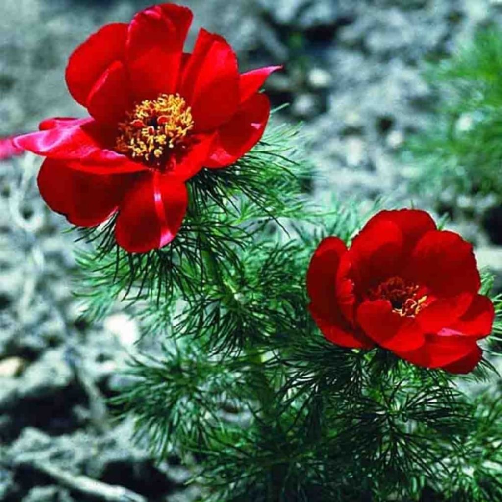 Paeonia tenuifolia - Netzblatt-Pfingstrose