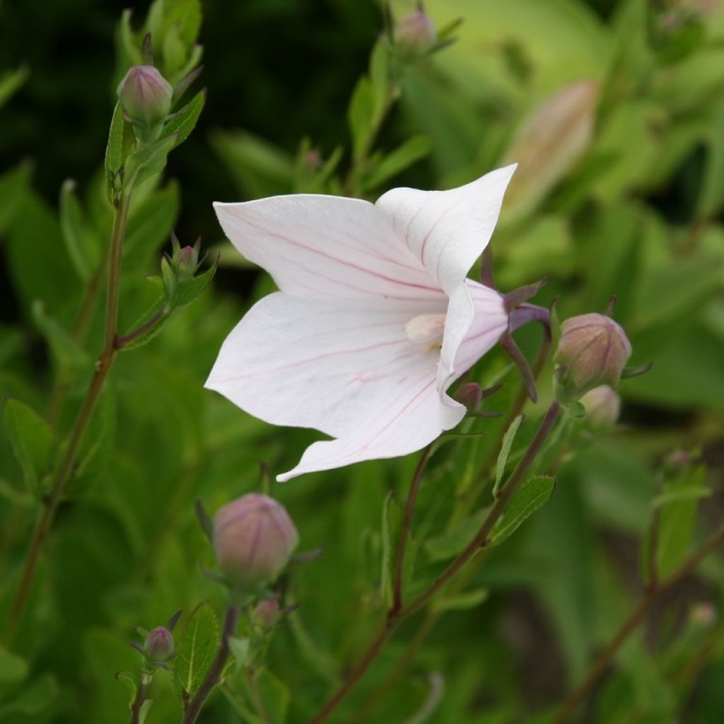 Ballonblume Perlmutterschale - Platycodon grandiflorus