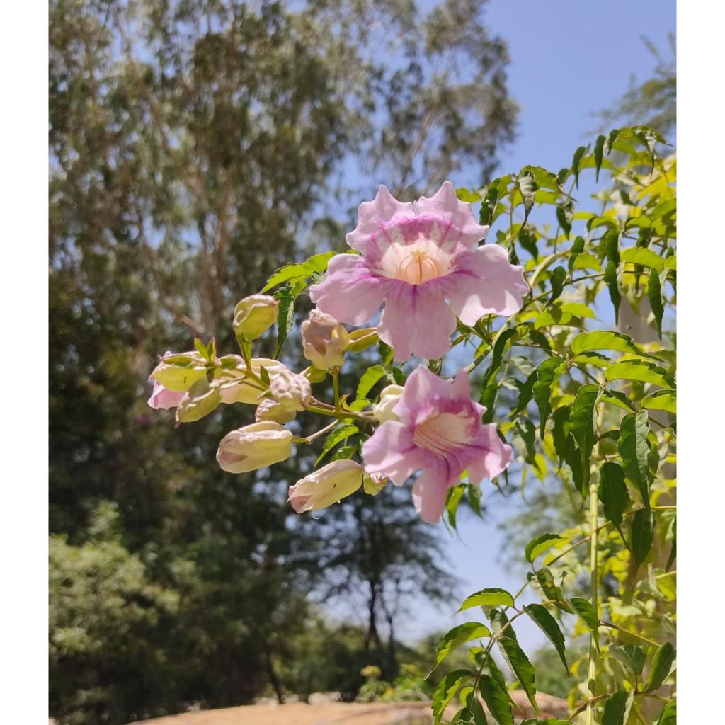 Podranea ricasoliana - Trompetenwein