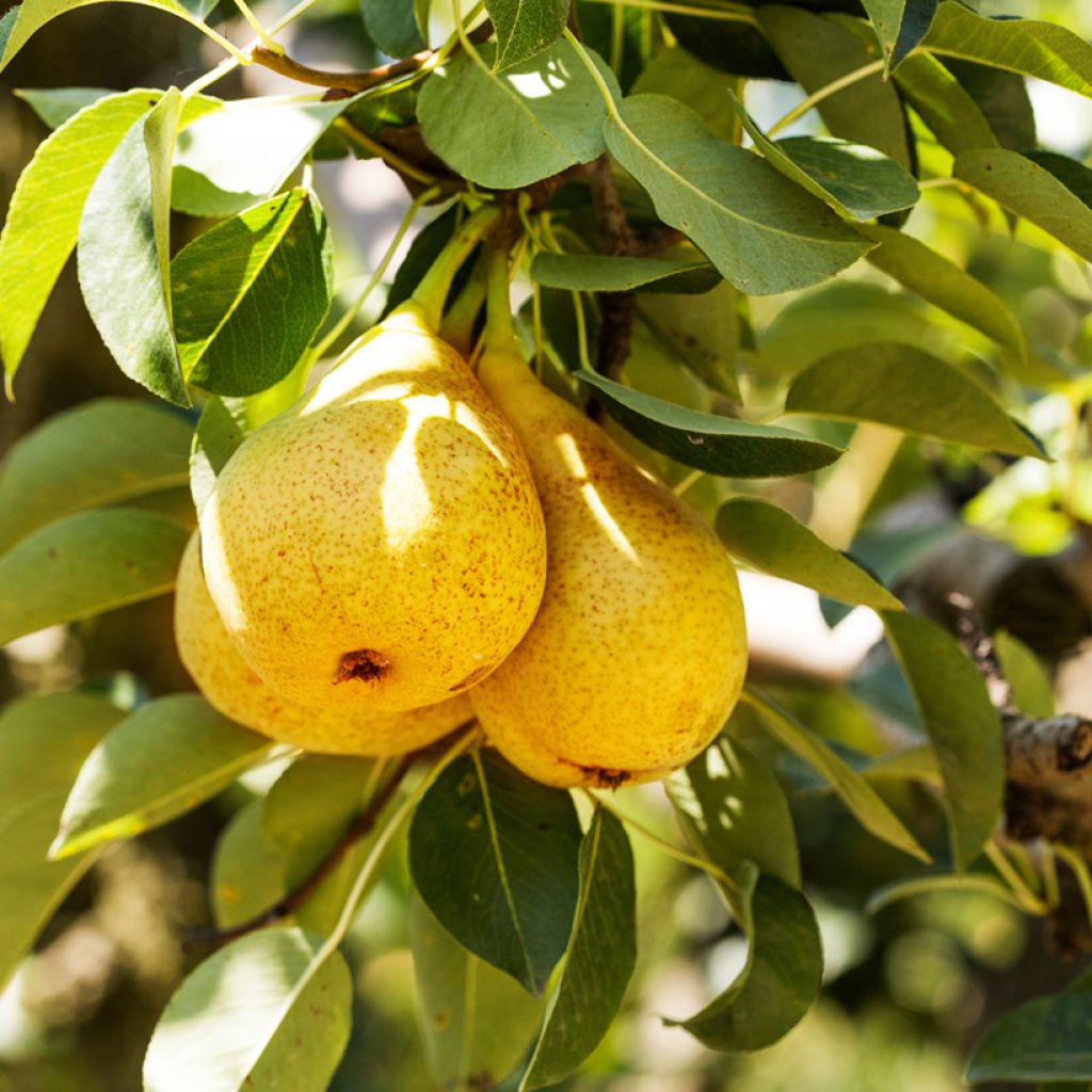 Birnbaum Fausset - Pyrus communis