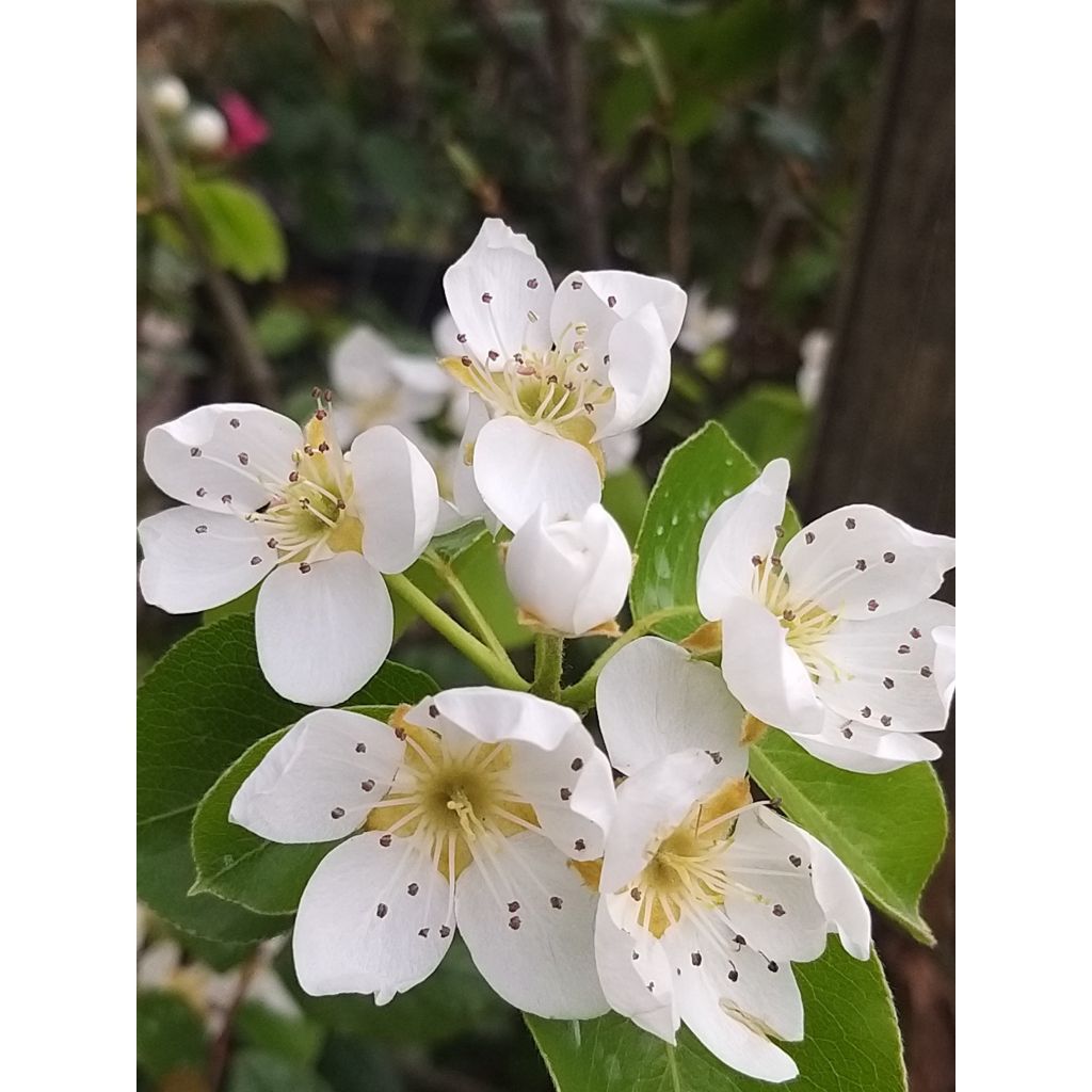 Birnbaum Doyenné du Comice - Pyrus communis