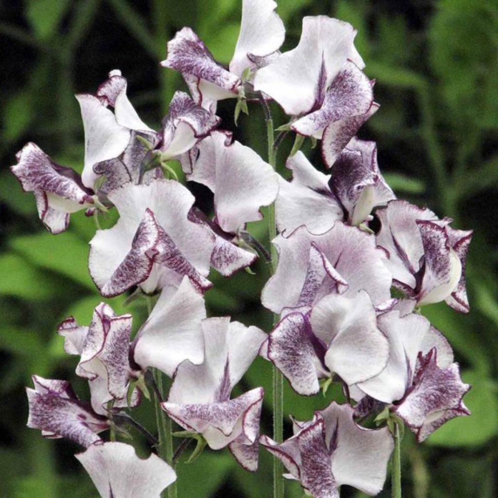 Duftwicke Nimbus (Samen) - Lathyrus odoratus