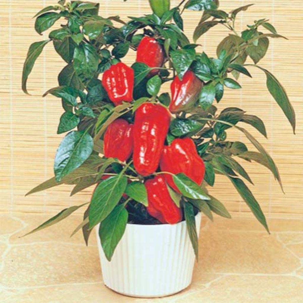 Paprika Redskin F1