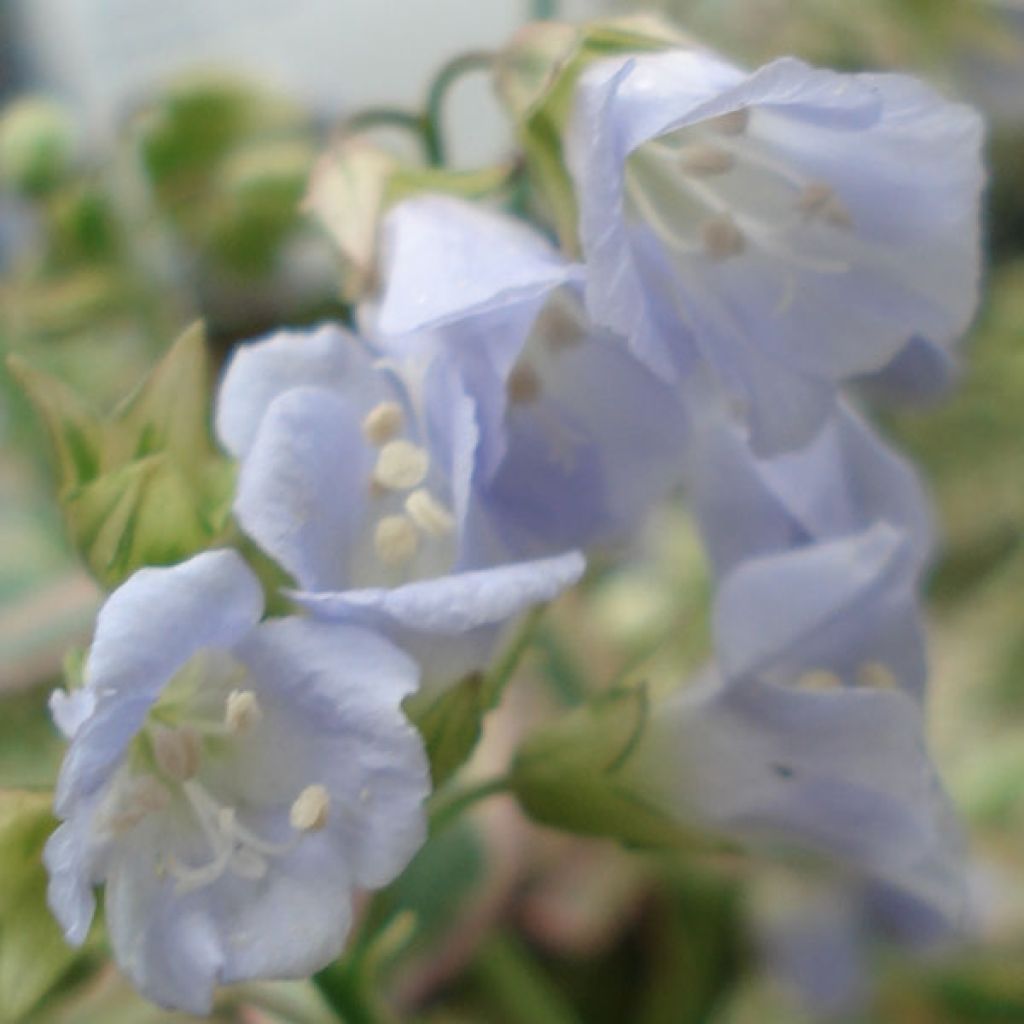 Polemonium reptans Stairway to Heaven - Jakobsleiter