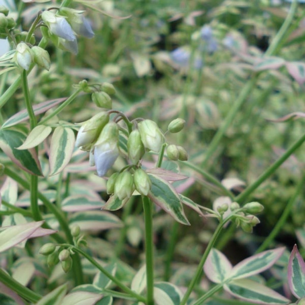 Polemonium reptans Stairway to Heaven - Jakobsleiter