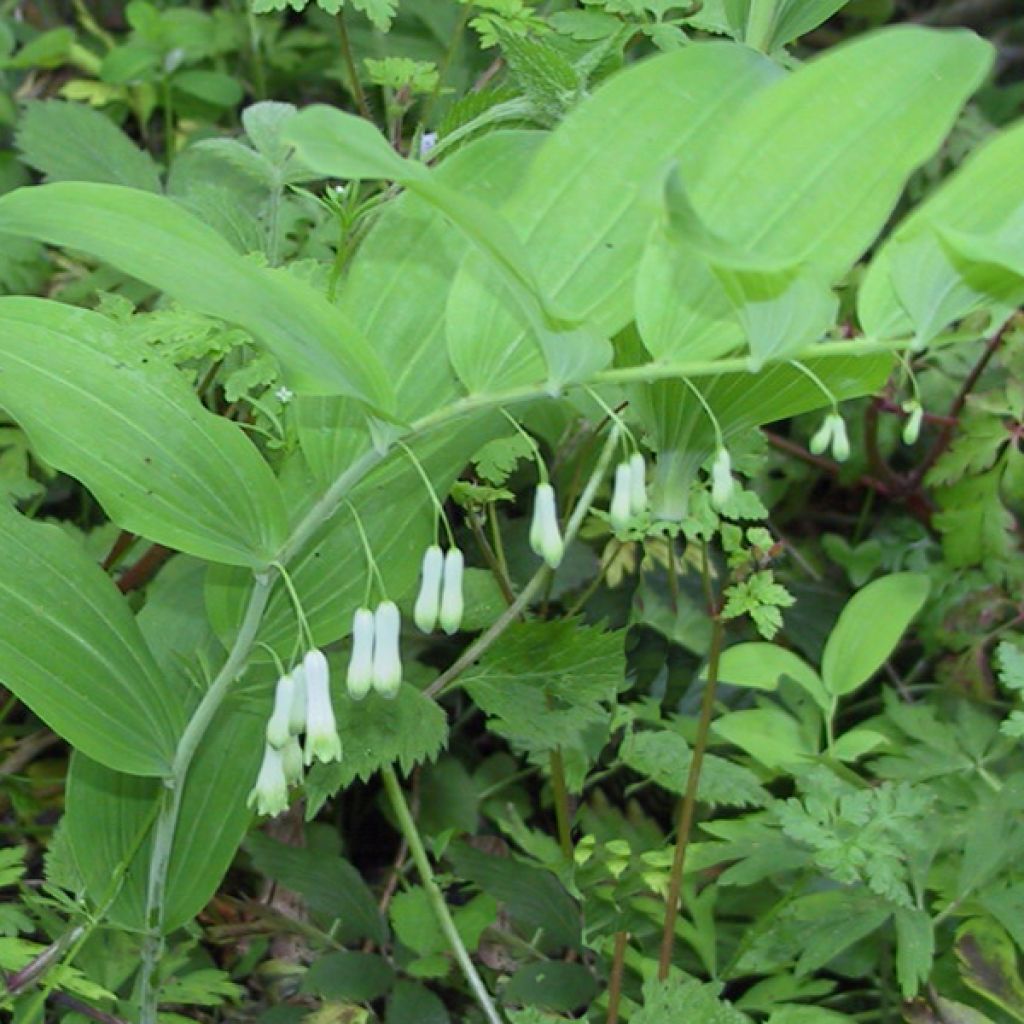 Polygonatum multiflorum - Weißwurz