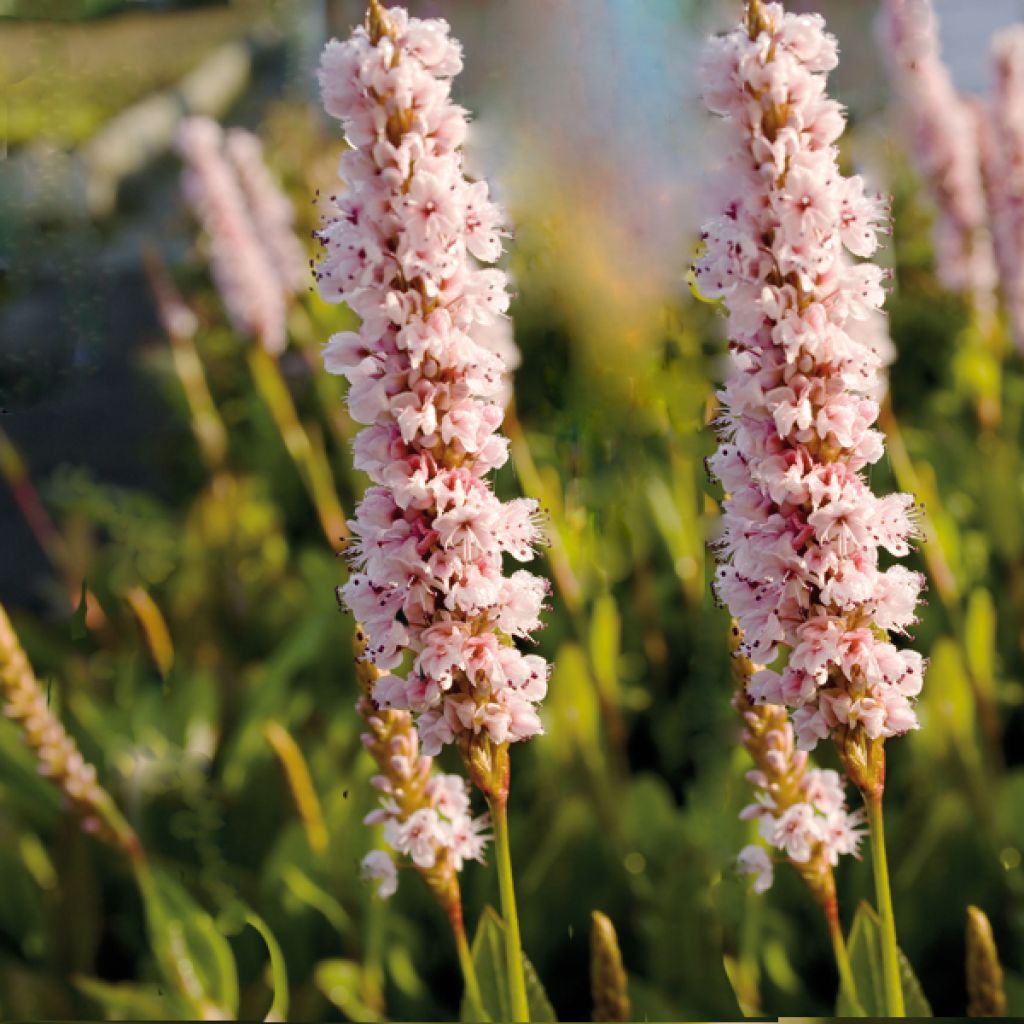 Schneckenknöterich Donald Lowndes - Persicaria affinis