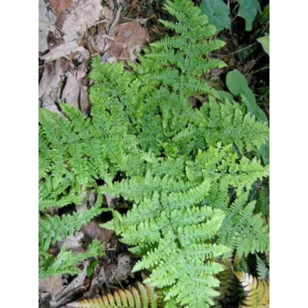 Dryopteris dilatata Crispa Whiteside - Wurmfarn