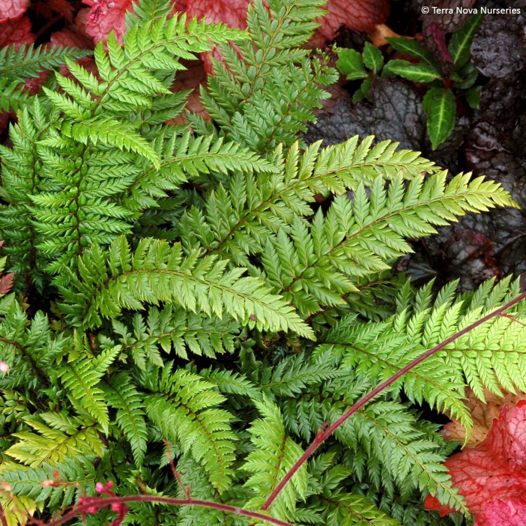 Japanischer Glanzschildfarn Shiny Holy Fern - Polystichum polyblepharum