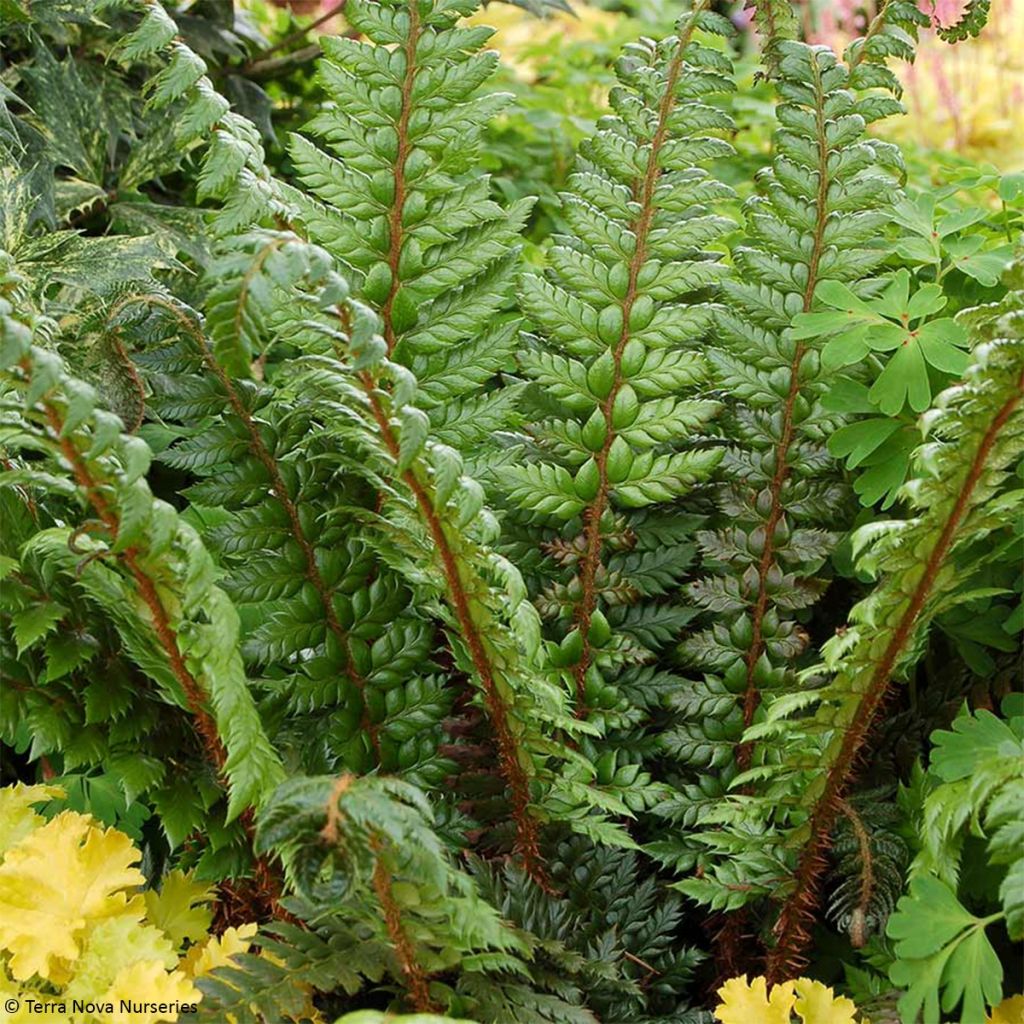 Polystichum Shiny Holy Fern - Fougère persistante