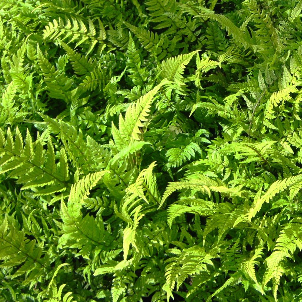 Tsus-Sima-Schildfarn - Polystichum tsus-simense