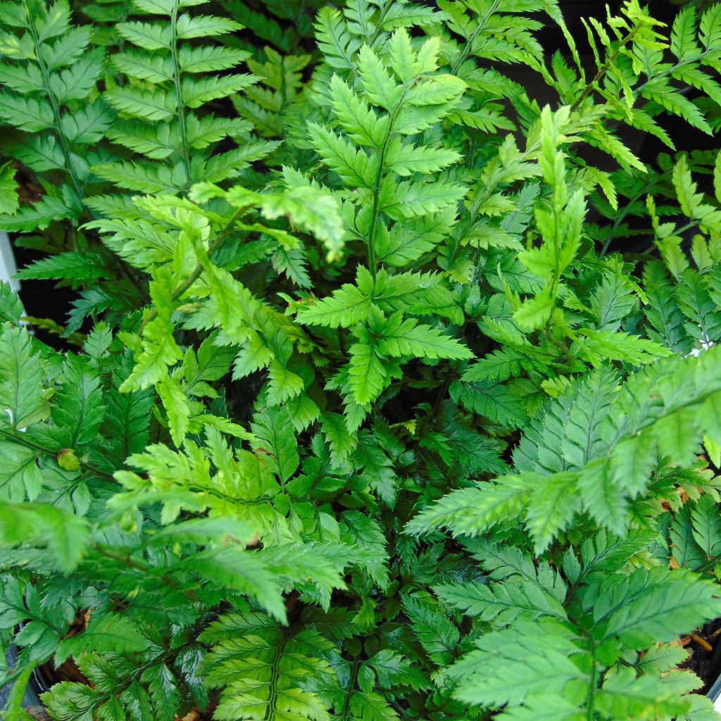 Tsus-Sima-Schildfarn - Polystichum tsus-simense