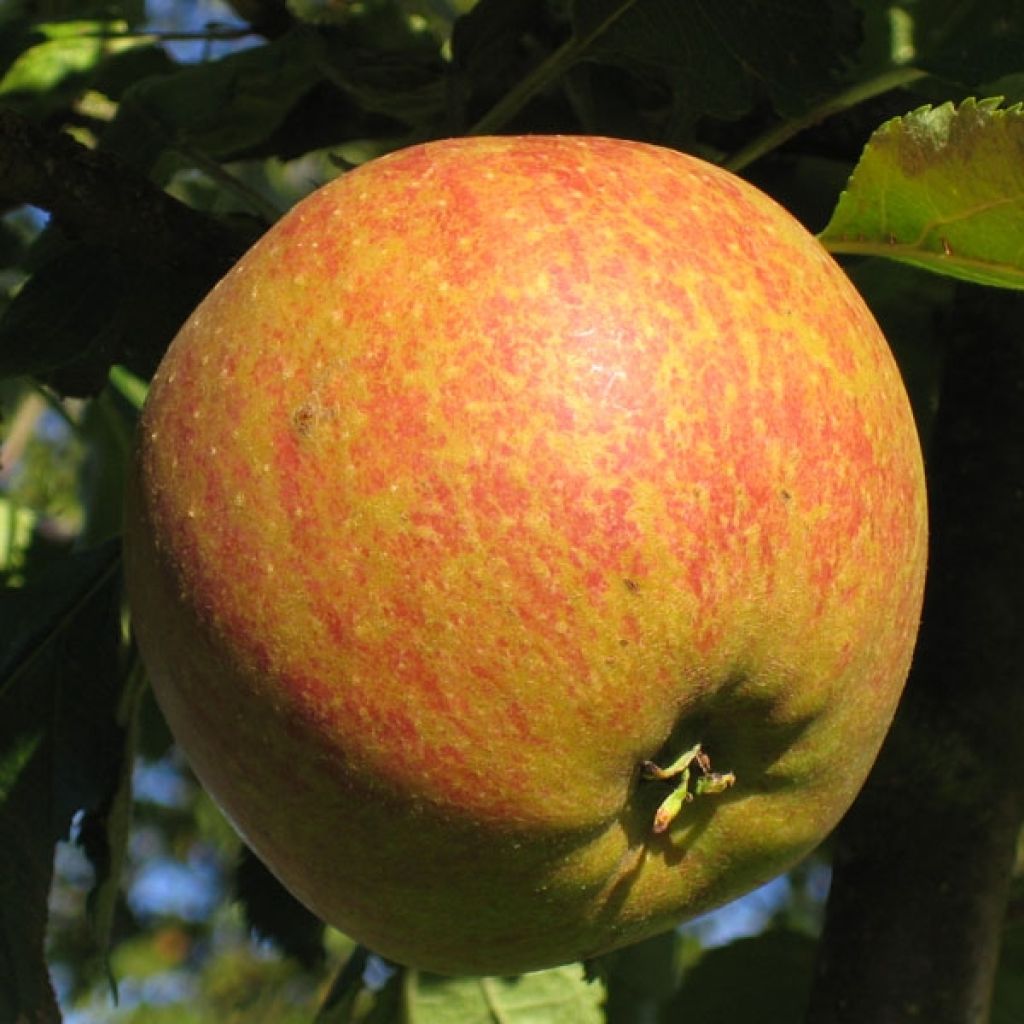 Apfelbaum Cox Orange - Malus domestica