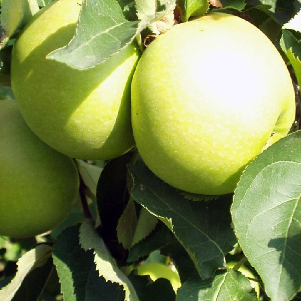 Apfelbaum Golden Delicious - Malus domestica