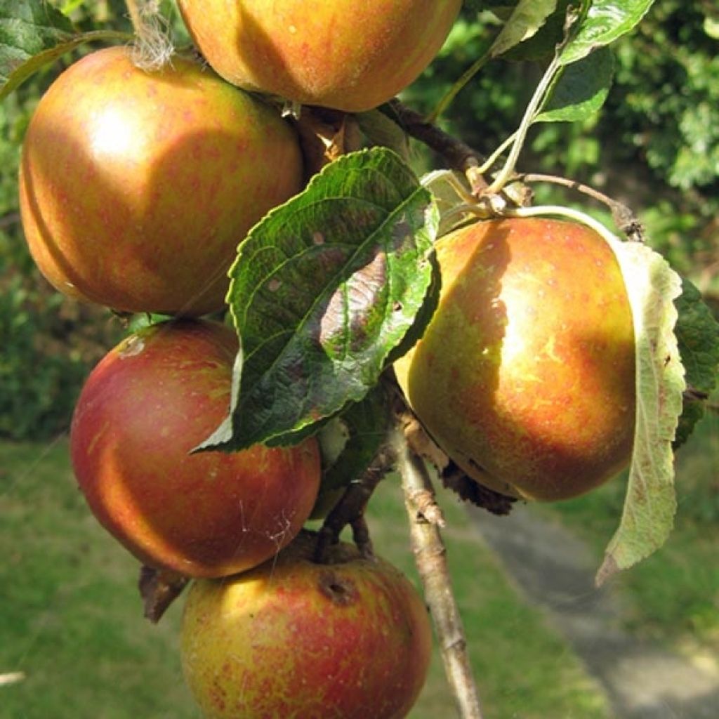 Apfelbaum Cox Orange - Malus domestica