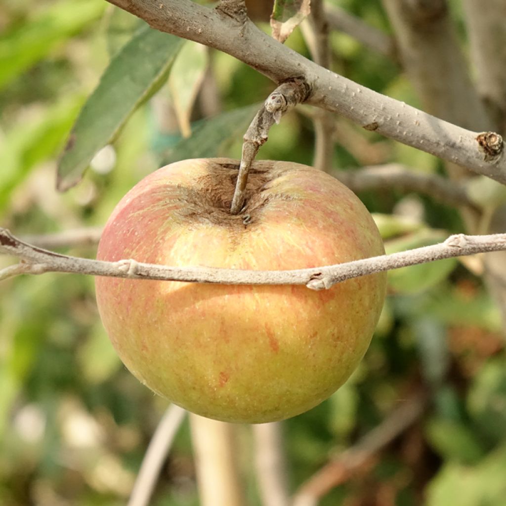 Apfelbaum Cox Orange - Malus domestica