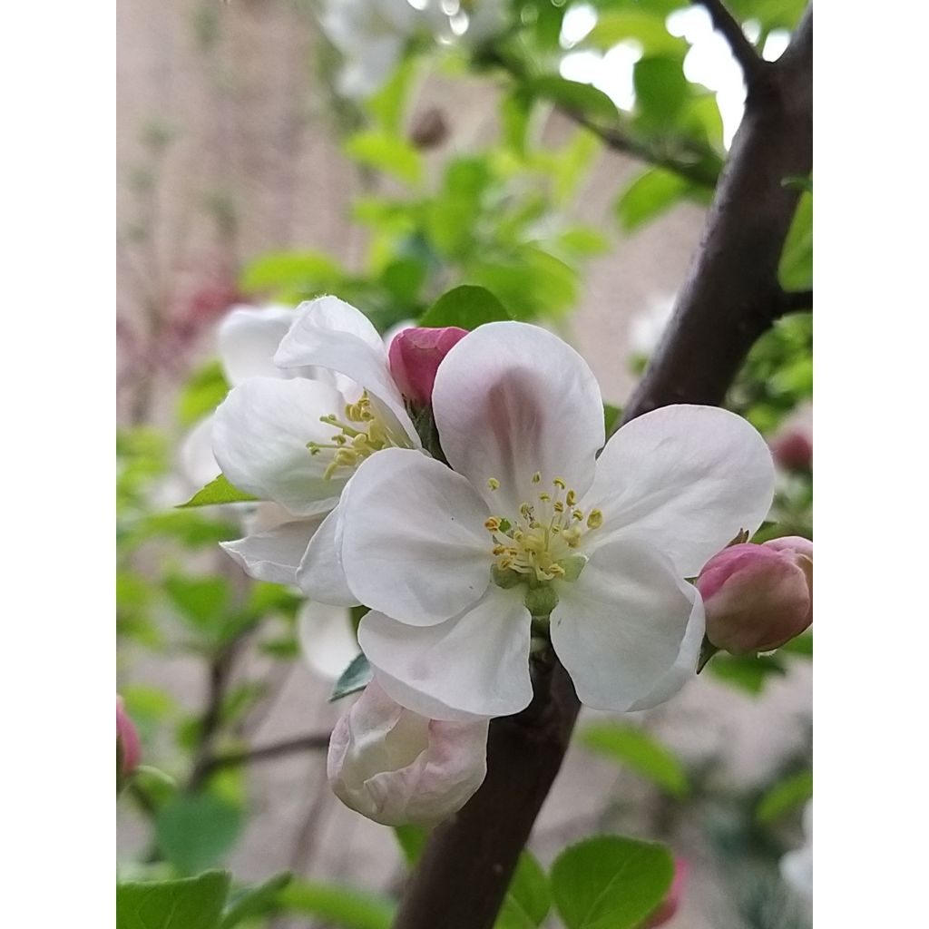 Zierapfel Evereste 'Perpetu' - Malus