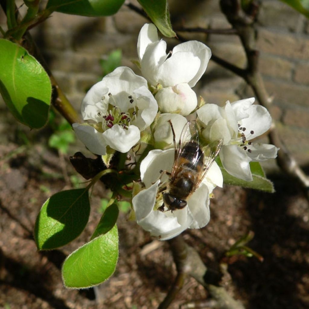 Apfelbaum Elstar - Malus domestica