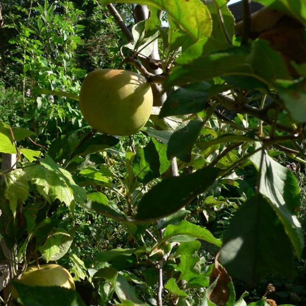 Apfelbaum Elstar - Malus domestica