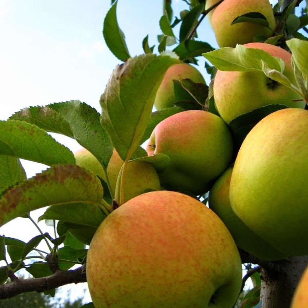 Apfelbaum Golden Delicious - Malus domestica